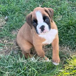 Girl 2 - Fawn Boxer puppy in Lafayette, Tennessee from Silver Rain