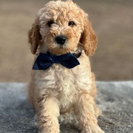 Boy 1 - Apricot male Goldendoodle puppy in Cuero, Texas from Firestorm Kennel