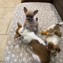 Dusty - Blue fawn male Chihuahua puppy in East Syracuse, New York from Blissful’s Chihuahuas