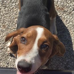 Basset Hounds from Ashley's Basset Hounds