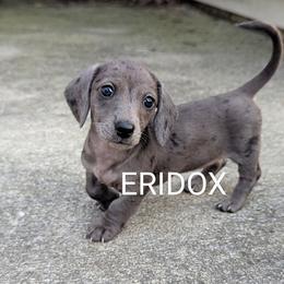 Panthora - Black female Dachshund puppy in Missouri from Eridox Dachshunds