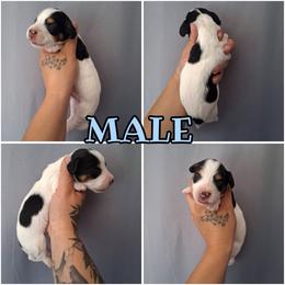 Black and tan piebald longhair - Piebald male Dachshund puppy in Anderson, California from Golden Paws Dachshunds