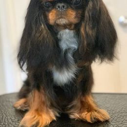 Cavalier King Charles Spaniel All Grown Up from Anita Barr's Cavalier King Charles Spaniels