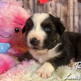 Australian Shepherd and Pembroke Welsh Corgi Puppies from Lewis Aussie’s & Corgi’s