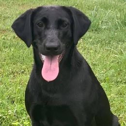 Labrador Retrievers from Homestead Retrievers