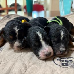 Boy 2 - Phantom male Poodle puppy in Henefer, Utah from Mountain Valley Poodles