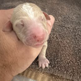Kodak - Apricot male Poodle puppy in Montgomery, Texas from Parsons Standard Poodles