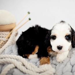 Thimble - Tri-color female Bernedoodle puppy in Athens, Alabama from Brewing Doodles