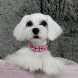 Mina - White female Maltese puppy in Vinton, Louisiana from Dreams & Love Maltese