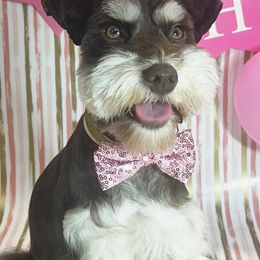 Miniature Schnauzer All Grown Up from Regency Schnauzer