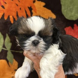 Shih Tzus from Lovable Shih Tzus