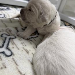 Boy Pick 4 - Light golden male Golden Retriever puppy in Waterloo, Indiana from All 4 Paws of Pheasant Run