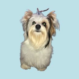 Gypsy - Biewer Terrier