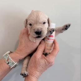 Girl 2 - Peach - Light golden female Golden Retriever puppy in Mc Minnville, Tennessee from Wishaw Whisky Golden Retrievers