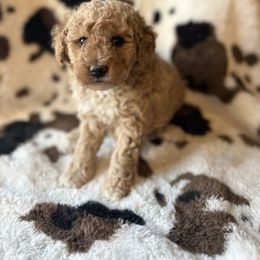 Girl 1 - Red female Bernedoodle puppy in Amherst, Nebraska from Pile Family Goldendoodles