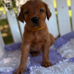 Yellow Girl - Dark golden female Golden Retriever puppy in Maysville, North Carolina from Gold Rush Retrievers
