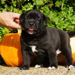 American Bully Puppies from Manuia Kennels