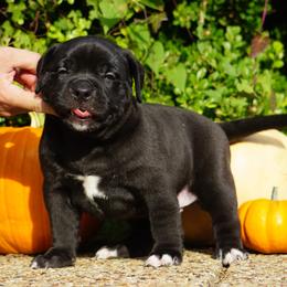American Bully Puppies from Manuia Kennels
