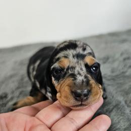 Black and tan smooth dapple female - Dapple female Dachshund puppy in Belle Rive, Illinois from Akin's Miniature Dachshunds, LLC