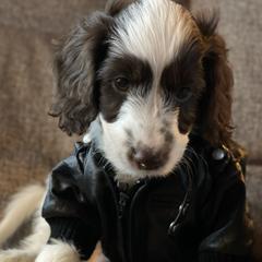 Australian Labradoodle Puppies from Fruitful Beginnings,LLC