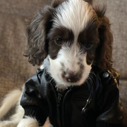 Australian Labradoodle Puppies from Fruitful Beginnings,LLC