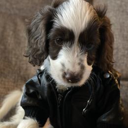 Australian Labradoodle Puppies from Fruitful Beginnings,LLC