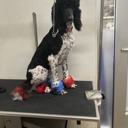 Faye - Poodle