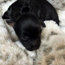 Josie - Black female Cockapoo puppy in Gay, Georgia from That’s My Puppy