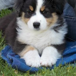 Australian Shepherd Puppies from Celtic Brae Australian Shepherds