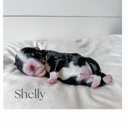 Bernedoodle Puppies from Valley Farm Doodles