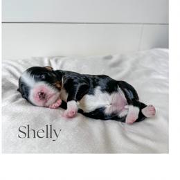 Bernedoodle Puppies from Valley Farm Doodles