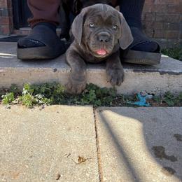 Cane Corso Puppies from Venom Cane Corsos