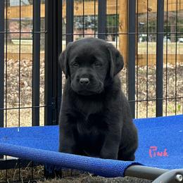 Pink girl - Black female Labrador Retriever puppy in Melissa, Texas from Westport Labradors