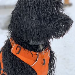 Portuguese Water Dog Puppies from Bela Vida PWDs