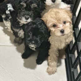 Sleepy - Black & white male Maltipoo puppy in Apple Valley, California from Boujeepups