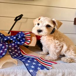 IceMan - Wheaten male Miniature Schnauzer puppy in Grantsville, Utah from Stellar Schnauzers