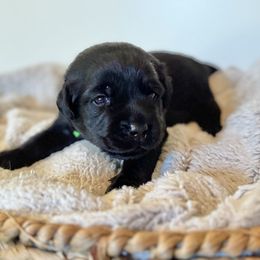 Green Collar Girl - Labrador Retriever puppy from Salt Run Retrievers