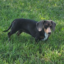 Blue - Dachshund