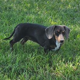 Blue - Dachshund
