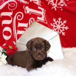 Labrador Retriever Puppies from Coram Deo Retrievers