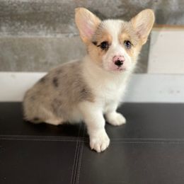 American Corgi and Goldendoodle Puppies from Circle N Farms