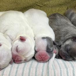 French Bulldog Puppies from Top Billin' Frenchies, LLC