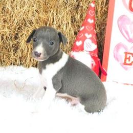 Irry Male 2 - Blue male Italian Greyhound puppy in Sparta Tn And Caryville Fl, Tennessee from Summerwind Kennel