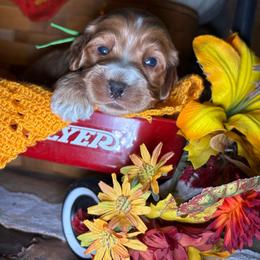 Boy 4 - Golden male Cockapoo puppy in Lake Tansi, Tennessee from Davis cockapoos