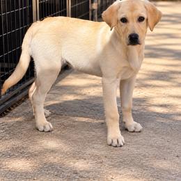 Joanie - Yellow female Labrador Retriever puppy in Benson, North Carolina from Down South Dachshunds