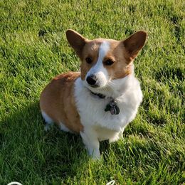 Bella - Pembroke Welsh Corgi