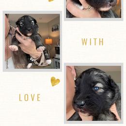 Briar - Agouti and white male Siberian Husky puppy in Florence, Kentucky from Moonlight Howl Huskies