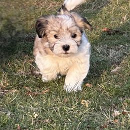 Shichon Puppies from Great Lakes Teddy Bear Dogs