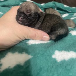Kenny - Fawn male Pug puppy in Hanover, Virginia from Pure Pugs