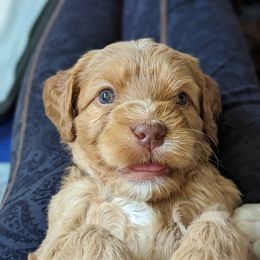 Australian Labradoodle Puppies from Running Brook Doodles